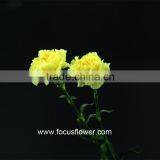 Best Carnation Price Cut Carnation Flowers As Wedding Flower Yellow Fresh Cut Carnation Flower thumbnail-5