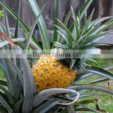 Ananas comosus, Pineapple plant