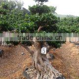 Big Ficus/old Bonsai Tree for Sale
