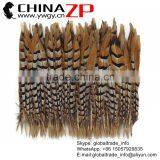 Leading Supplier CHINAZP Bulk Sale Good Quality 35-40cm Length Raw Natural Reeves Venery Pheasant Tail Feathers thumbnail-1