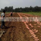 Cheap price sweet potato in high quality