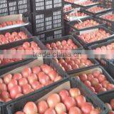 High Quality Fresh Tomato/farm Fresh Tomatos thumbnail-5