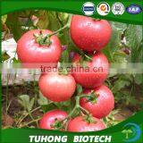 2016 Newest Crop High Yield Hybrid F1 High Virus Resistance Indeterminate Tomato Seeds From China For Sale thumbnail-1
