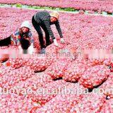 Harvester Manufacturer Groungnut/ Garlic Harvesting Machinery (SMS:0086-15981860197) thumbnail-5