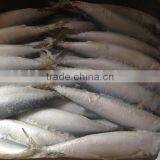 Frozen W/R Pacific Mackerel Good-quality Seafood thumbnail-2