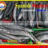 W/R FROZEN SPANISH MACKEREL thumbnail-1