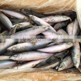 Frozen Mackerel Catched on 7.14 2.014 thumbnail-1