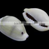 Trumpet Shell Cowry Shell Beads thumbnail-2