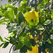 Commercial Grade Fake Grapefruit Tree 7FT-21FT Fire Retardant & Windproof for Theme Parks, ECO Certificated Trunk thumbnail-3