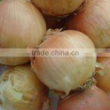 2012 new crop fresh onion