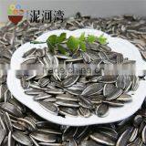 Sunflower Seeds of High Quality thumbnail-4