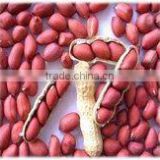 Shandong New Crop best price blanched Peanut