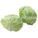 Cabbage Type and Cruciferous Vegetabless Product Type Fresh Cabbage thumbnail-6