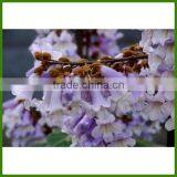 High Quality Chinese Beautiful Flower Tree Paulownia Trees Seeds For Sale