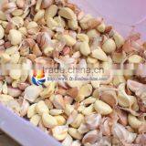 FX-139 Automatic Stainless Steel Garlic Separating Machine,garlic Spiliting Machine ,garlic Breaking Machine thumbnail-6