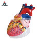 Human Heart Model 5times