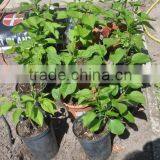 2015 New Omega Grafting Machine Tool With the Survival Rate Over 90% thumbnail-6