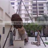 Outdoor Use Artificial Huge Middle East Palm Tree thumbnail-4