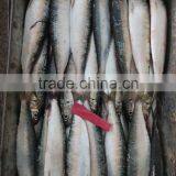 China-made Good-quality Sardine for Bait on Sale thumbnail-2