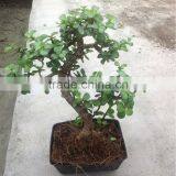 Portulacaria Afra Bonsai ( Jade Plant) thumbnail-1