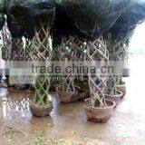 Ficus Cage Shape Benjamina Bottle Shape thumbnail-1