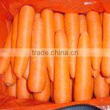 Fresh Carrot thumbnail-1