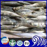 Very Fresh Sea Frozen Horse Mackerel for Sale thumbnail-4
