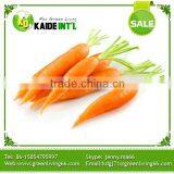 we Export 2015 New Harvest Fresh Carrot / Competitive Price thumbnail-1