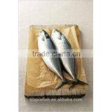Frozen Fish Frozen Mackerel Company thumbnail-1