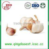 2015 Factory Price Fresh GOOD QUALITY Normal White Garlic FOR SALE thumbnail-5