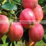 Red Delicious Fresh Qinguan Apple thumbnail-5