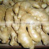 Good Qualtity Chinese Fresh Gingers thumbnail-4