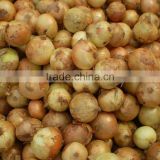 Wholesale Alibaba Fresh Yellow Onion in High Quality 2016'