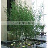 SJ74451 Artificial Bamboo Poles,outdoor Artificial Bamboo,artificial Bamboo With Leaves thumbnail-1
