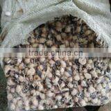 Frozen Squid Beak thumbnail-1