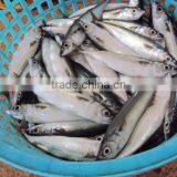 Frozen Mackerel Fish Good Quality thumbnail-2