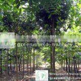 Swietenia Mahogani thumbnail-1