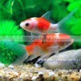 Comet Fish Farm For Sale and Export thumbnail-1