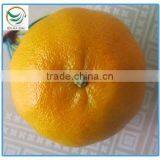 Malaysia New Year Gift Fresh Quince Fruits thumbnail-1