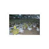 Broiler Pan Feeding System thumbnail-3