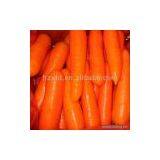 Sell Fresh Carrot thumbnail-1