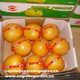 Fresh Honey Pomelo thumbnail-2