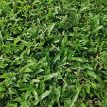 1kg Premium Uncoated Axonopus Compressus Carpet Grass Seeds for Garden Lawn Planting thumbnail-1