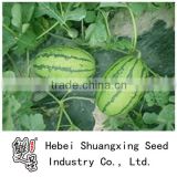 Winner middle mature good quanlity hybrid watermelon seeds