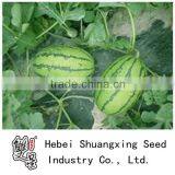 Winner Middle Mature Good Quanlity Hybrid Watermelon Seeds