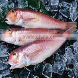 Plate Ice for Fish and Plate Ice Machine