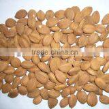 Roasted Apricot Kernels Raw Flavor With Good Quality for Sale thumbnail-6