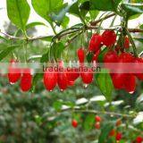 Organic ,wild Factory Supply Goji Fruit Oil