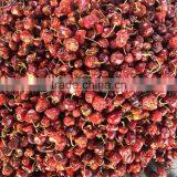 Round Chilli thumbnail-4