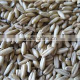Spain High Quality and Best Quality Dehulling Oats